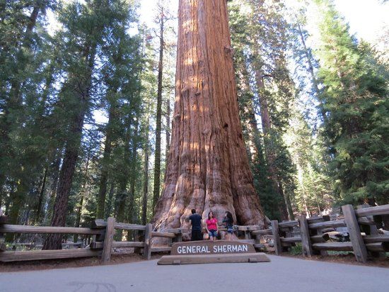 General Sherman Tree